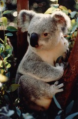 Zoo_koala
